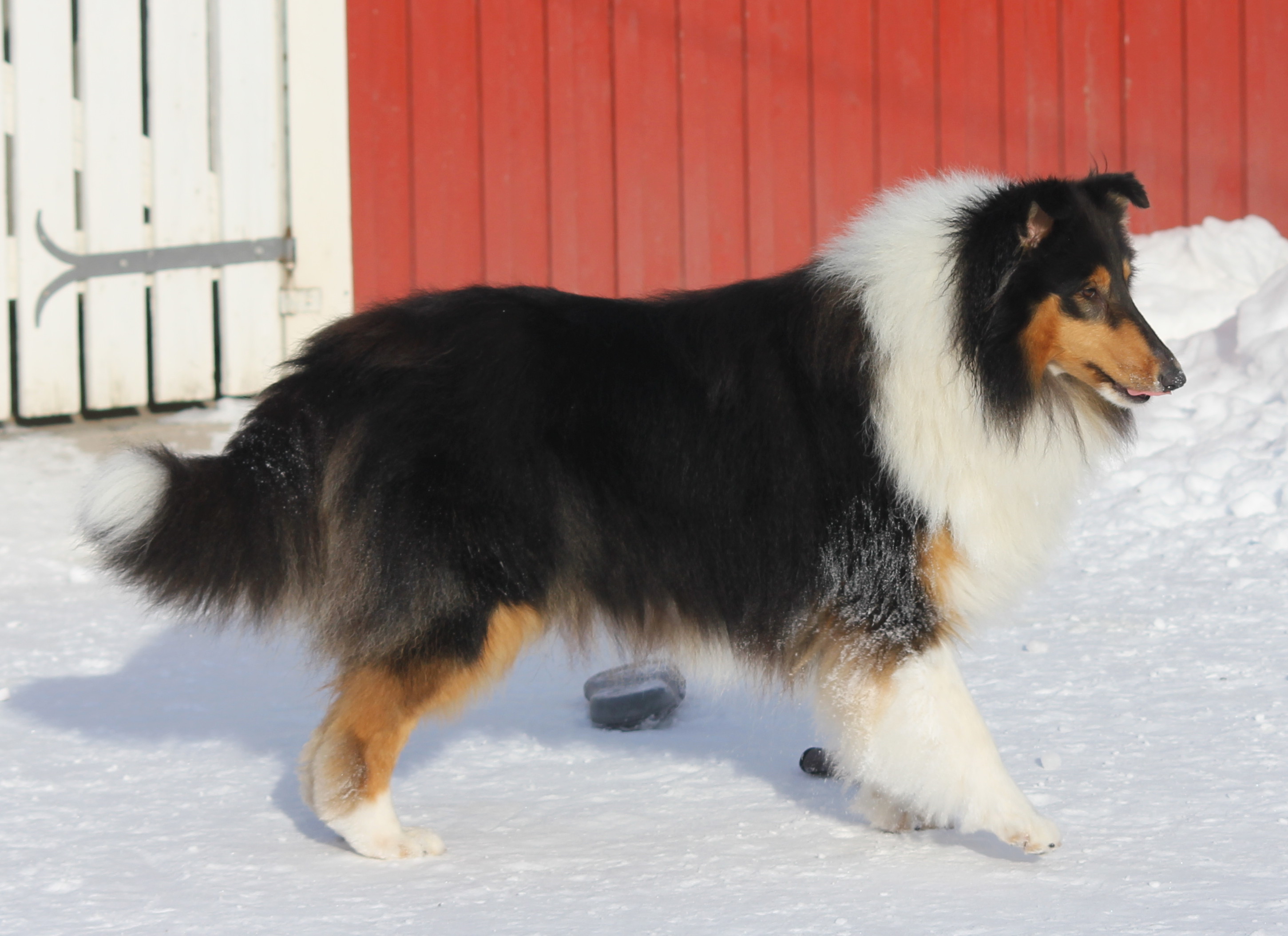 Pitkäkarvainen collie, Carnoustie´s Aphrodite