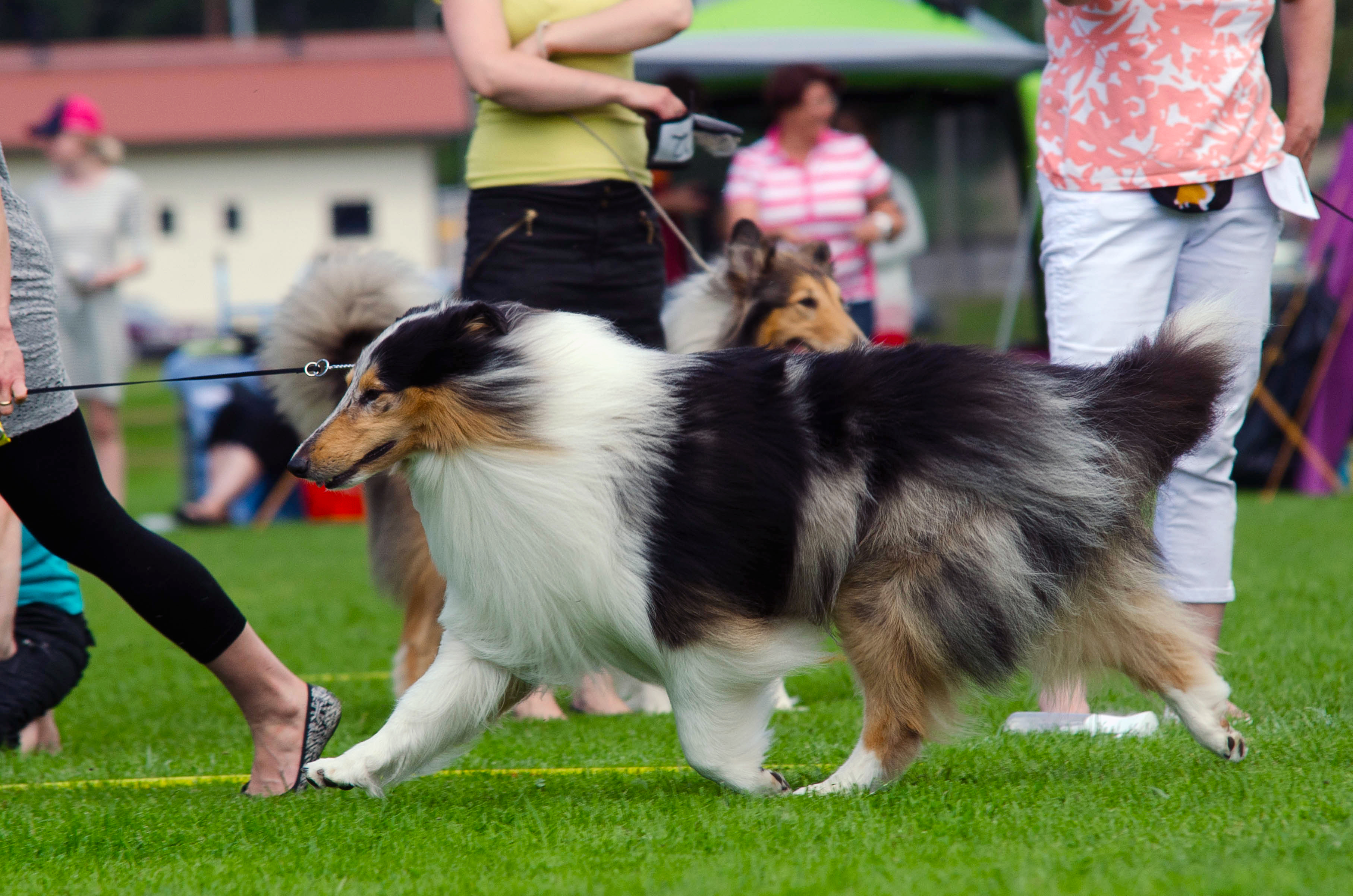 Pitkäkarvainen collie, Carnoustie's Silvery Shade