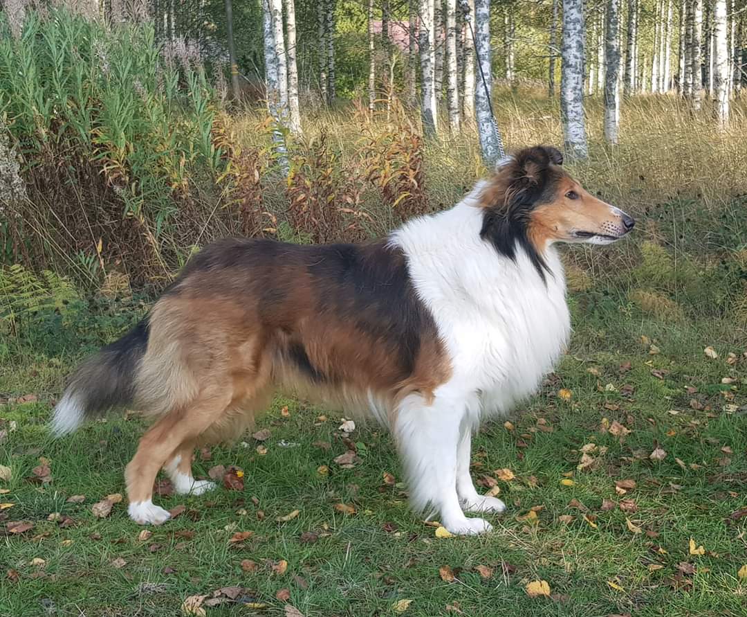Pitkäkarvainen collie, Sandcastle's Poker Face