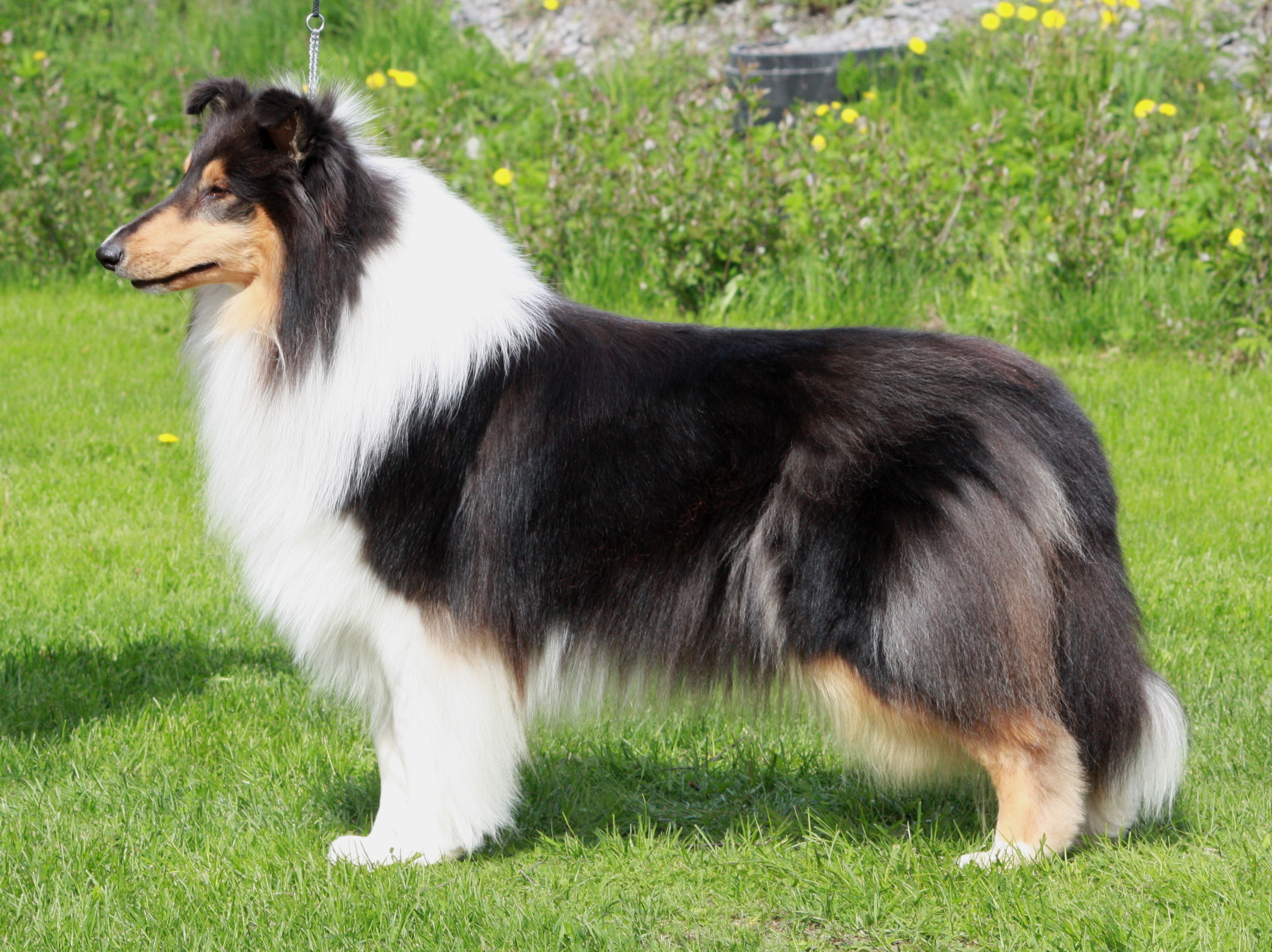 Pitkäkarvainen collie, Carnoustie's Aphrodite