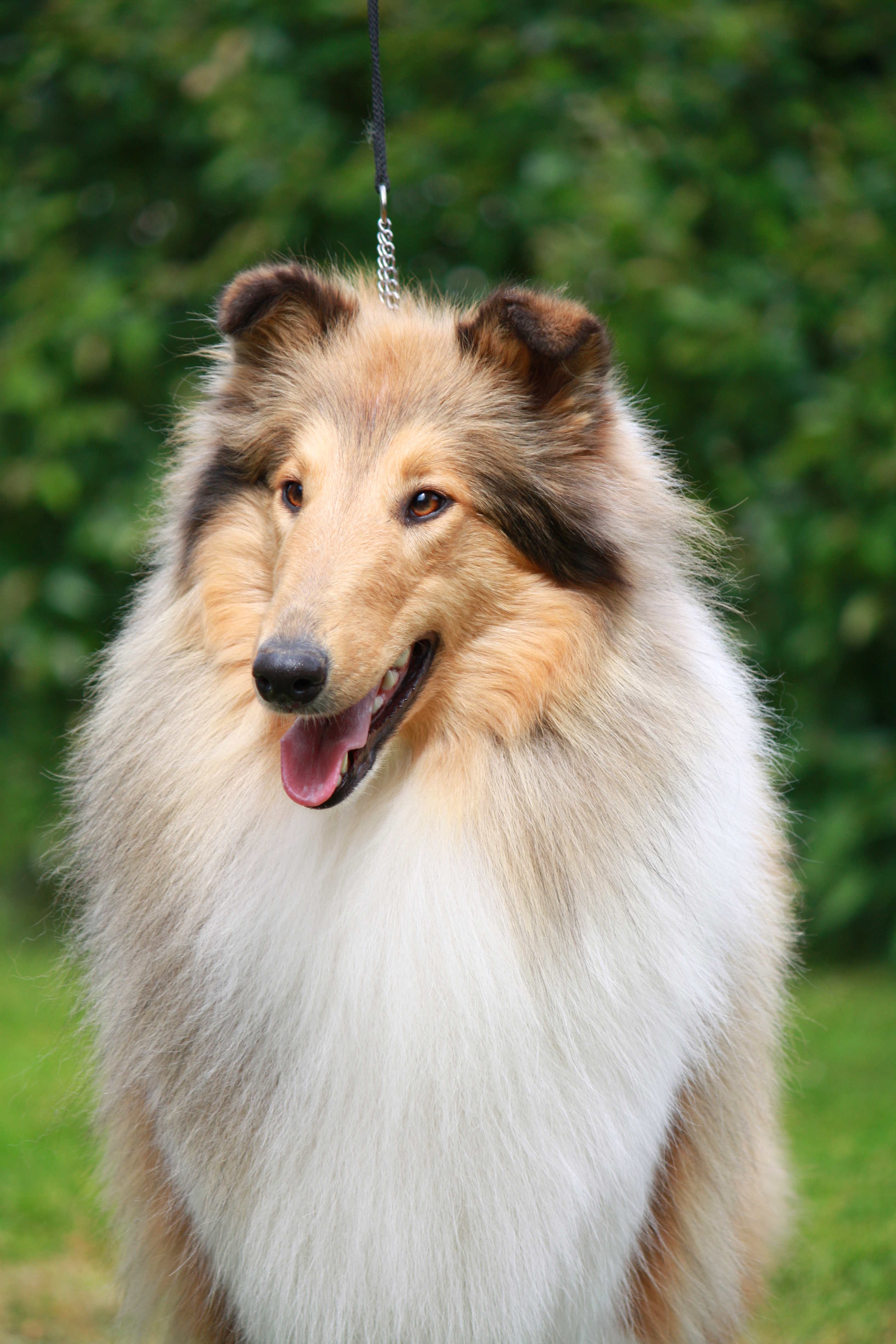 Pitkäkarvainen collie, Dispiritos Stara Zagora for Carnoustie