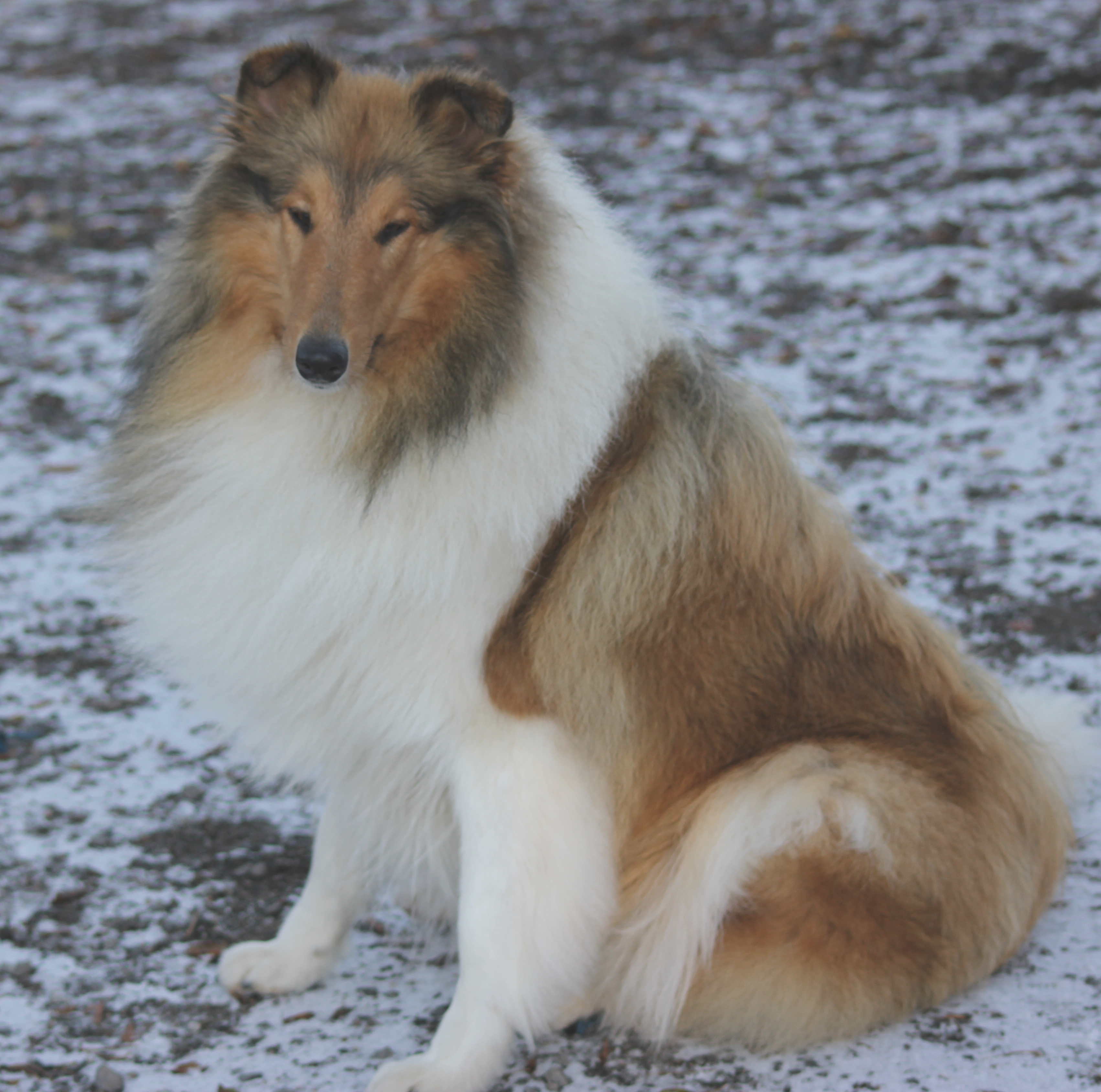 Pitkäkarvainen collie, Dispiritos Stara Zagora for Carnoustie