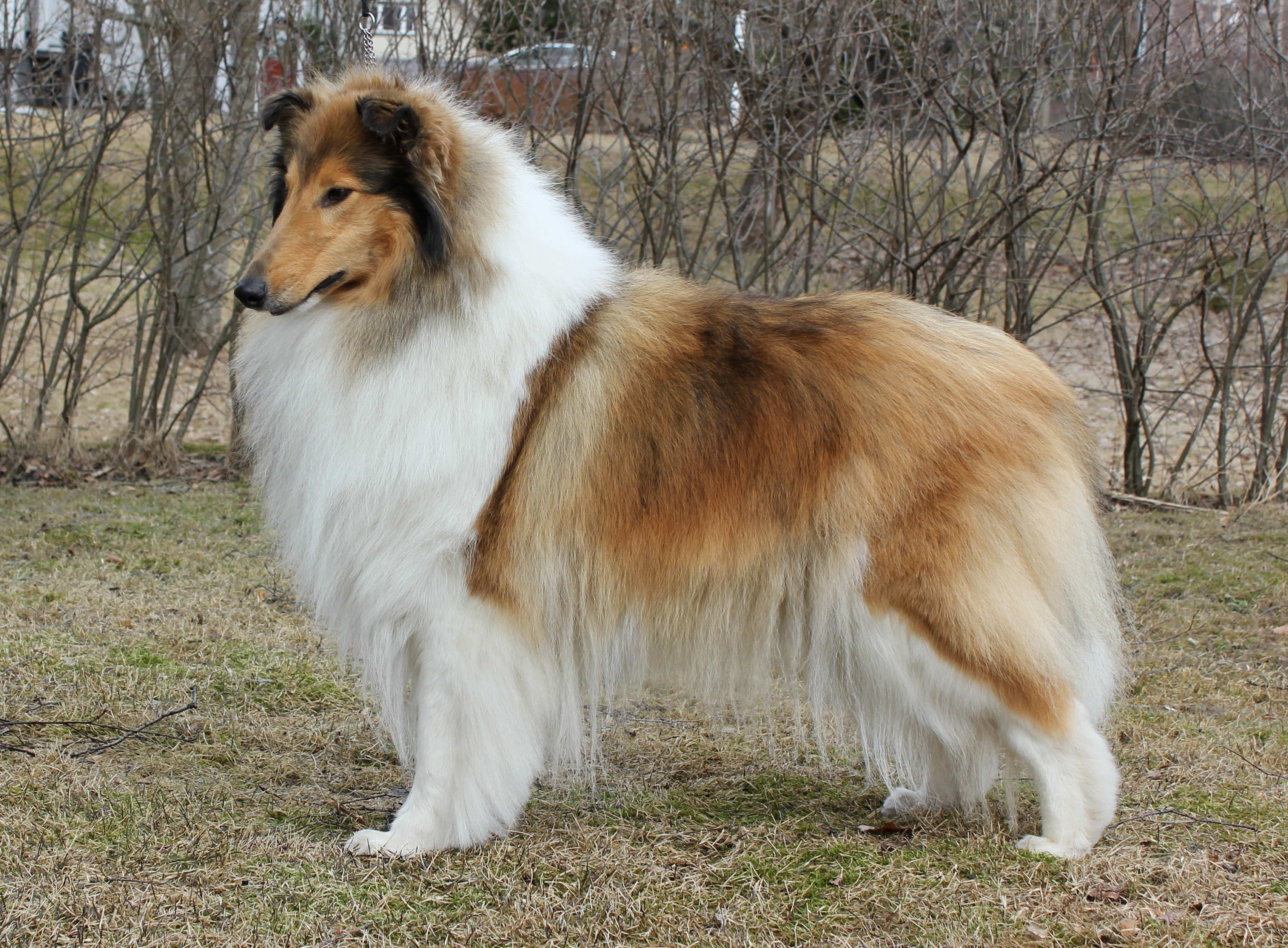 Pitkäkarvainen collie, Dispiritos Stara Zagora for Carnoustie