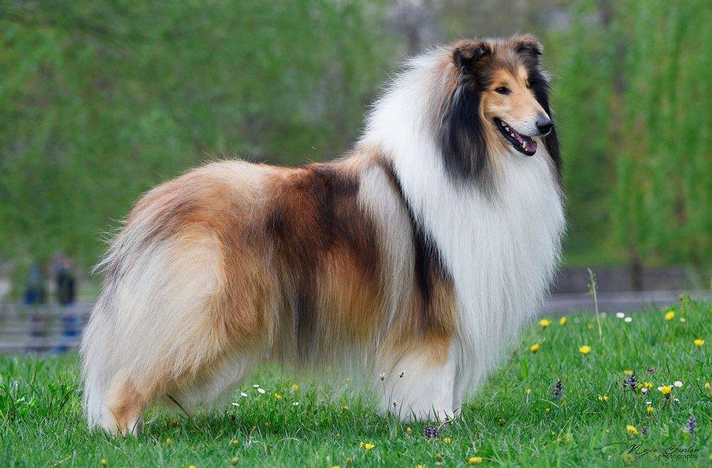 Pitkäkarvainen collie, Skabona Oriental Style