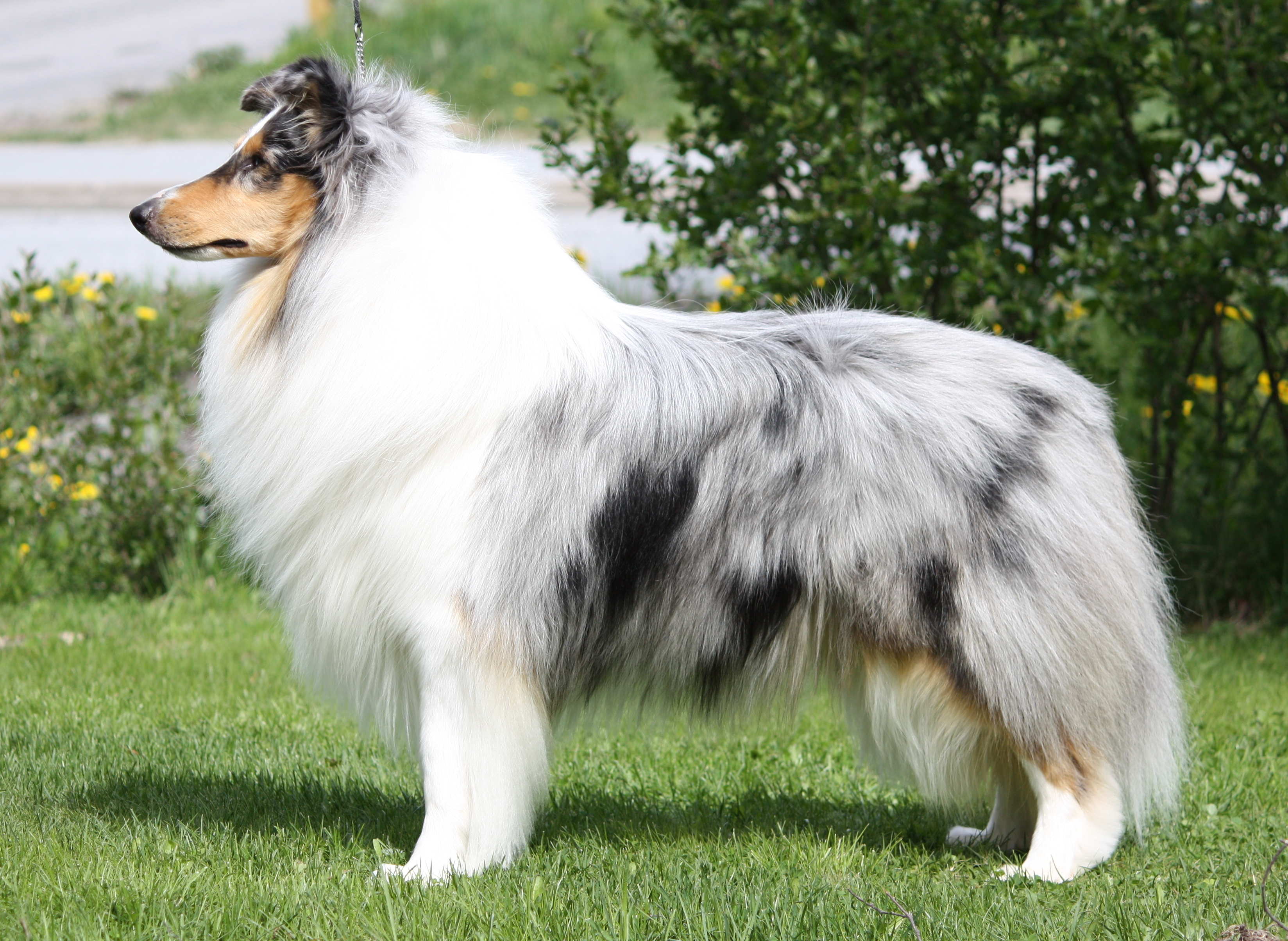 Pitkäkarvainen collie, Carnoustie´s Show Stopper
