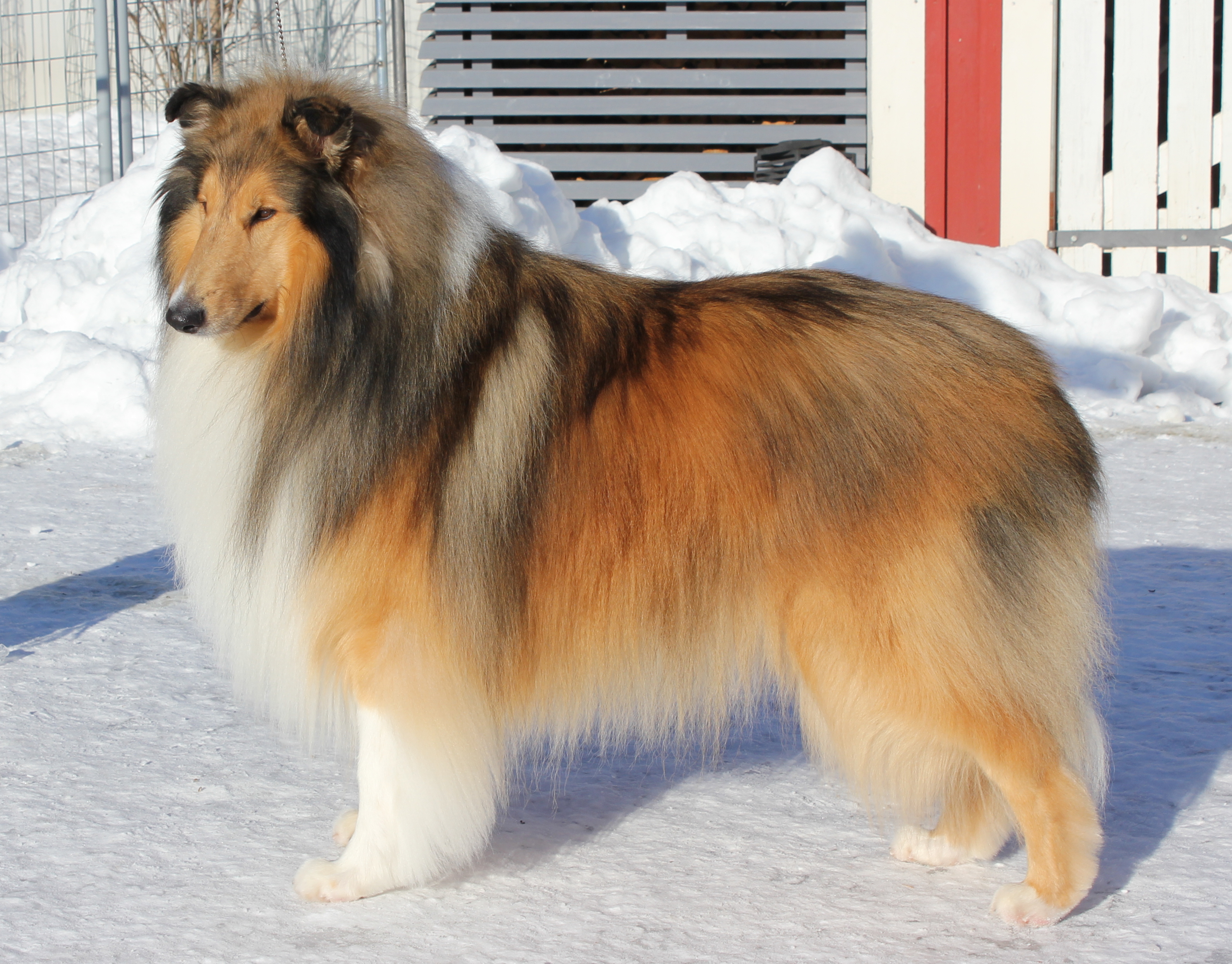 Pitkäkarvainen collie, Carnoustie´s Carry On