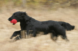 Poppy, kuva Anu Vorobjev