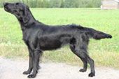 Meri