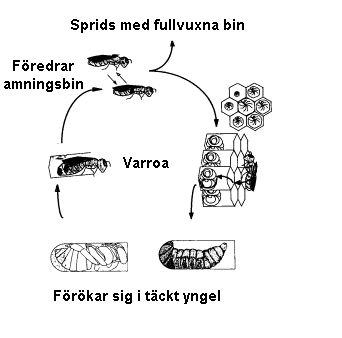 Varroans livscykel