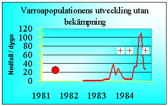 Varroapopulationens utveckling utan bekämpning