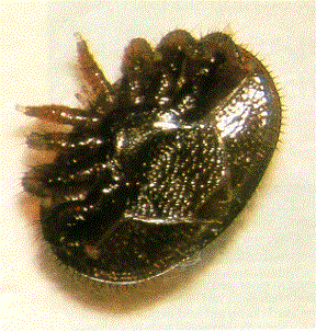 Varroa