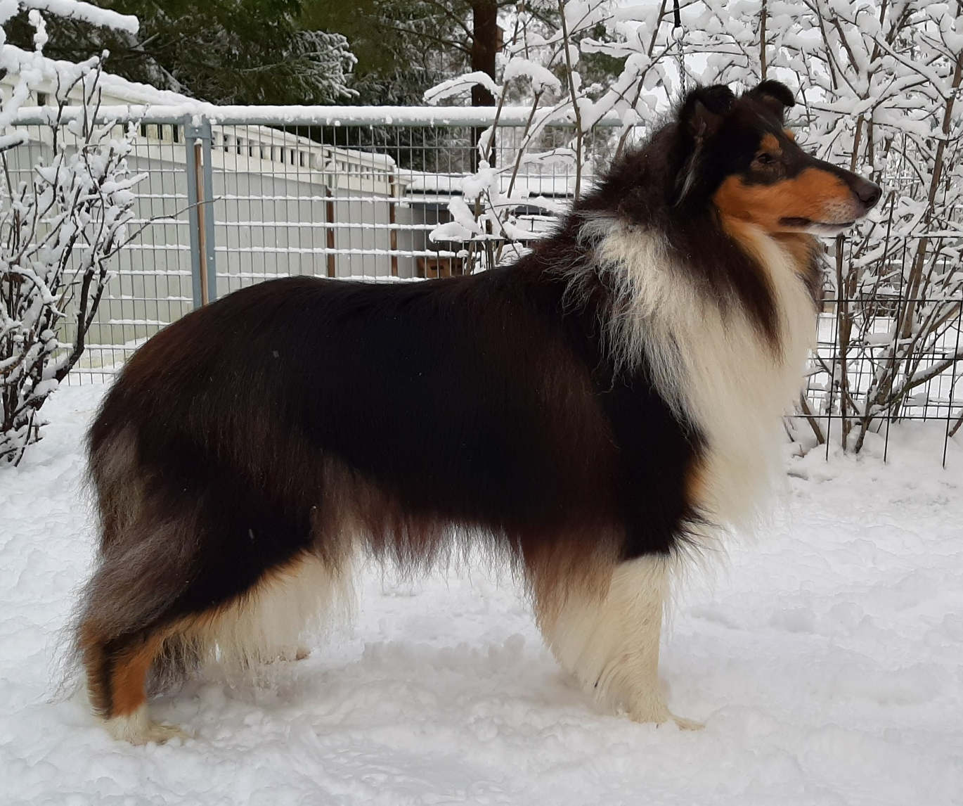 Pitkäkarvainen collie, Sandcastle's Morning Millionaire